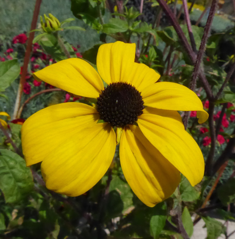 Rudbeckia triloba