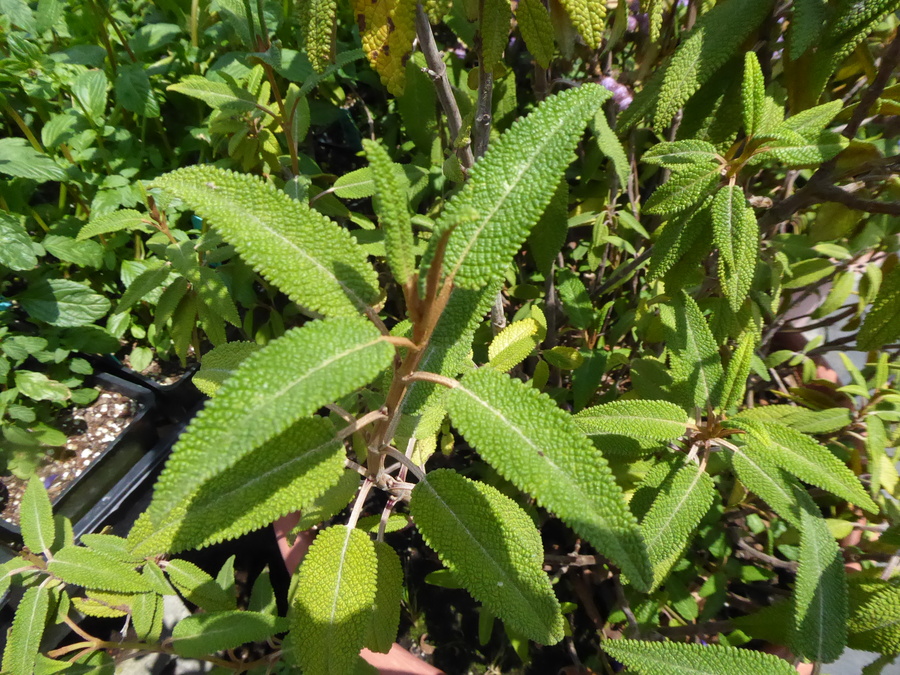 Salvia corrugata