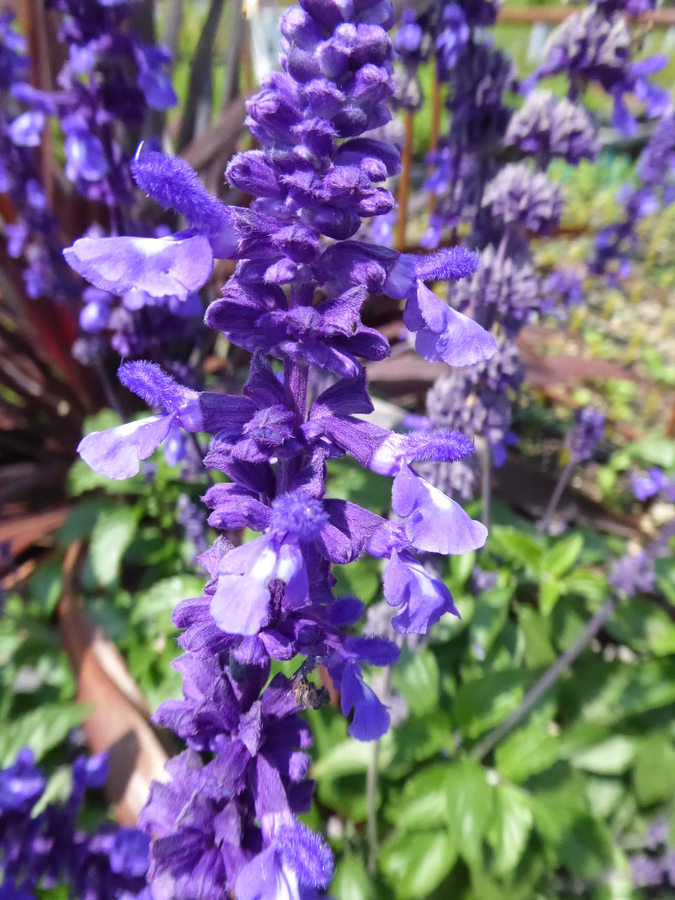 Salvia sp.