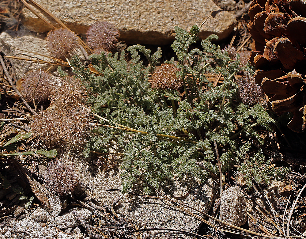 Oreonana purpurascens Oreonana purpurascens