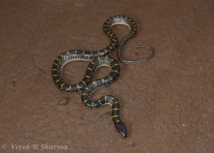 Lycodon flavomaculatus Lycodon flavomaculatus