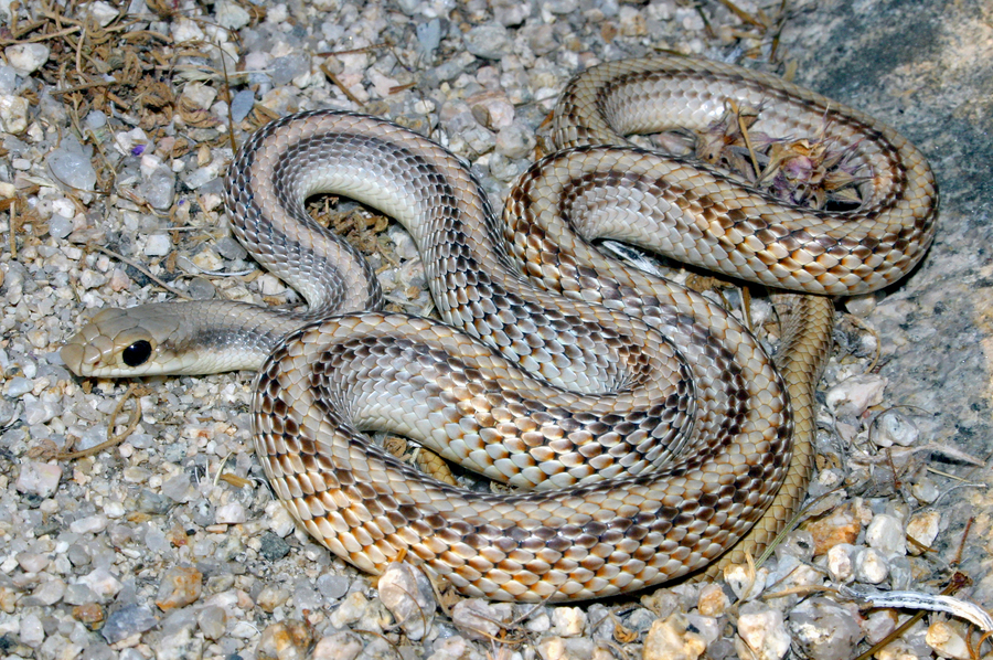Salvadora hexalepis Salvadora hexalepis