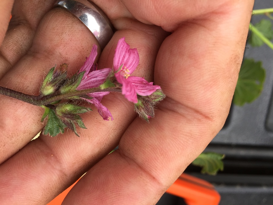 Sidalcea malviflora ssp. purpurea Sidalcea malviflora ssp. purpurea