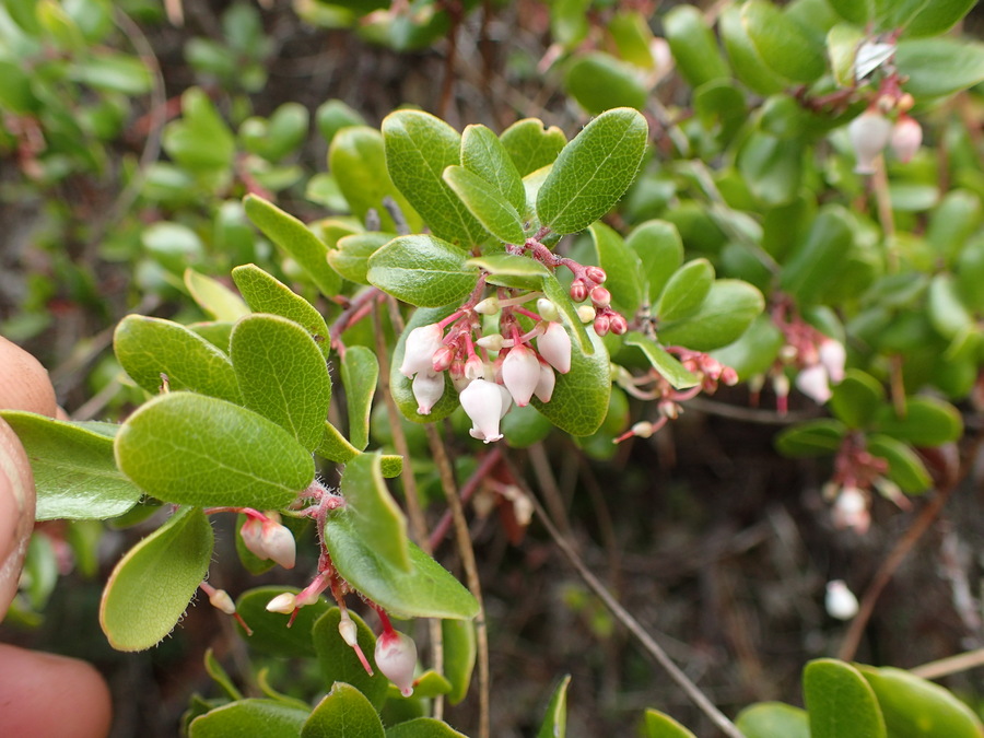 Arctostaphylos nummularia ssp. nummularia Arctostaphylos nummularia ssp. nummularia