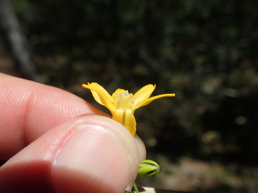 Triteleia lugens