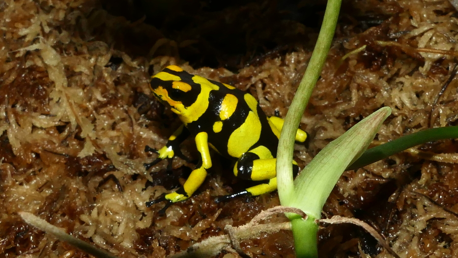 Oophaga histrionica Oophaga histrionica