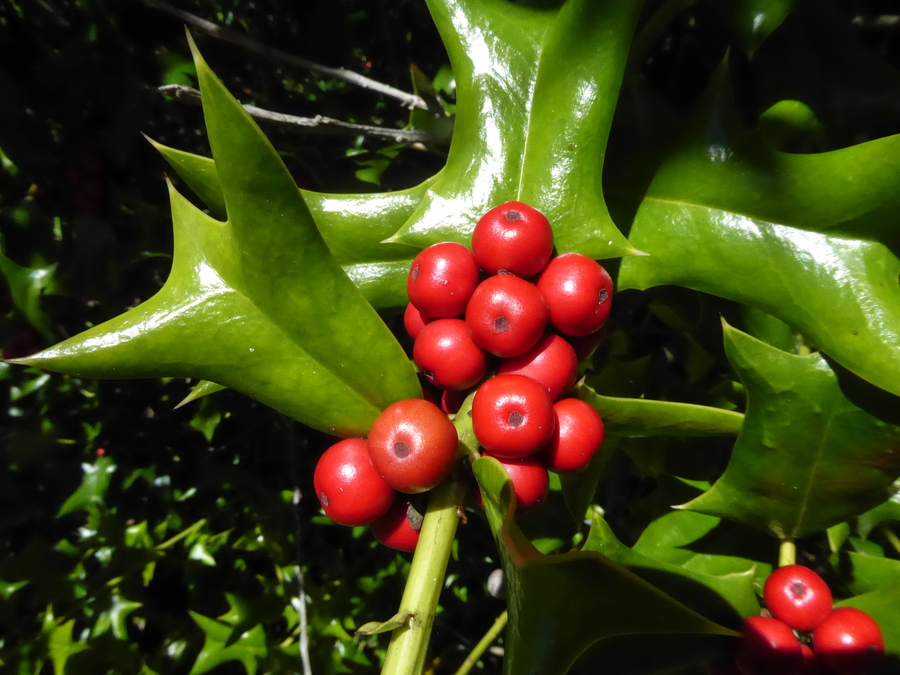 Ilex cornuta