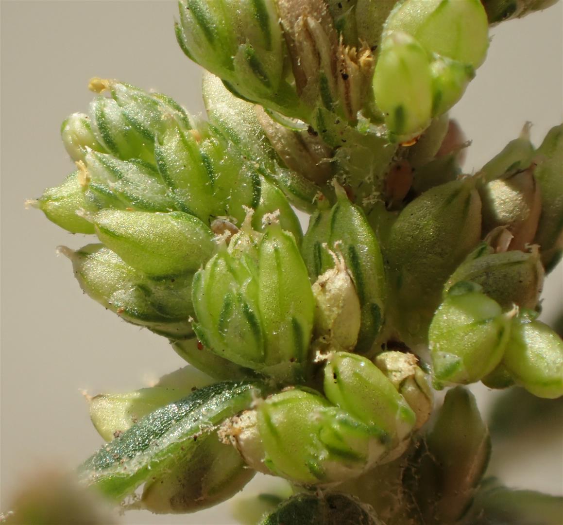 Amaranthus deflexus