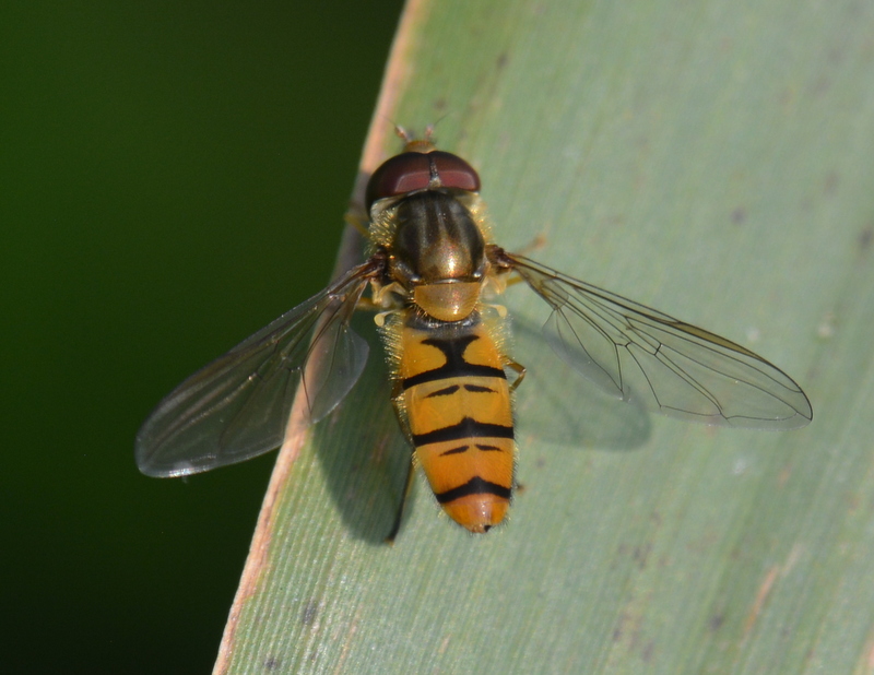 Episyrphus balteatus