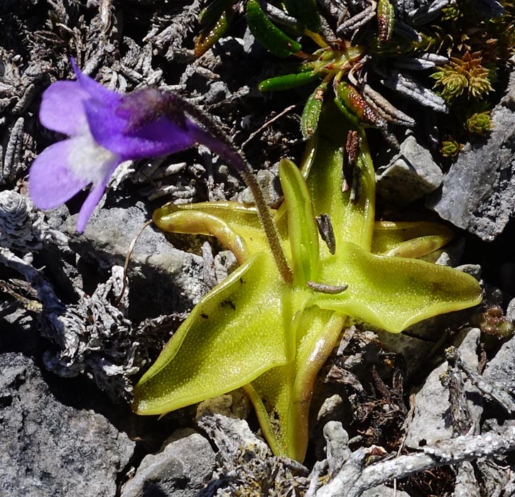 Pinguicula vulgaris Pinguicula vulgaris