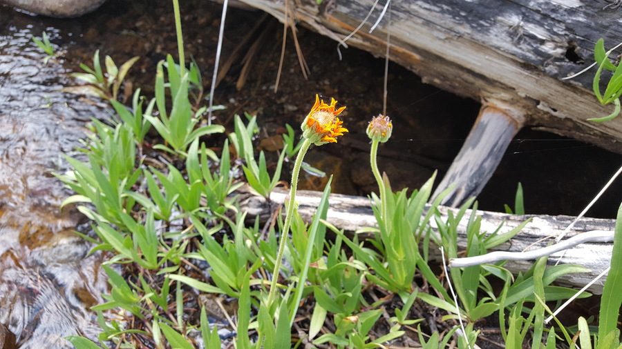 Raillardella pringlei