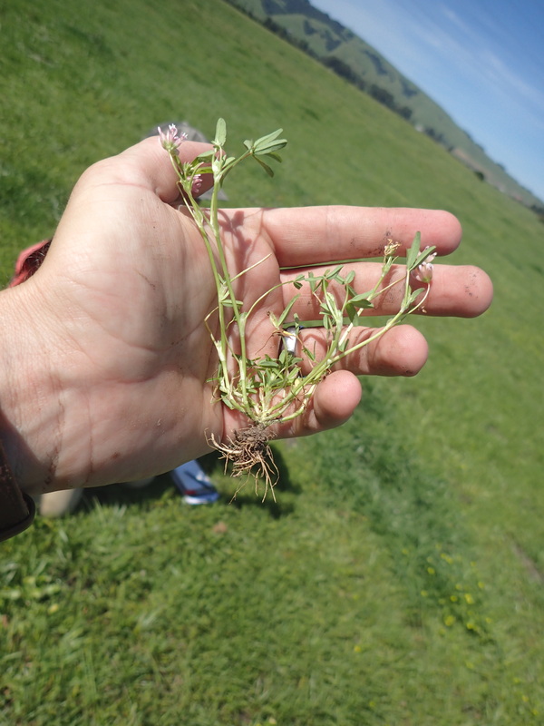 Trifolium hydrophilum