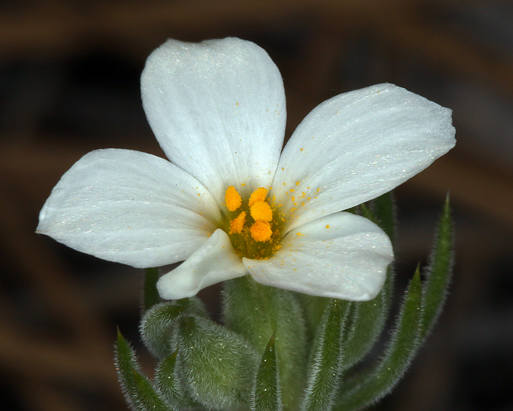 Leptosiphon nuttallii ssp. howellii
