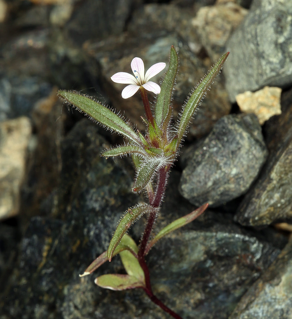 Collomia tracyi