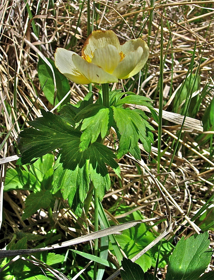 Trollius laxus ssp. albiflorus