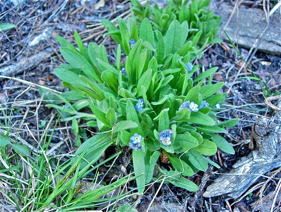 Polemonium brandegeei