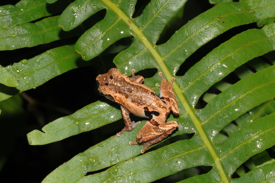 Theloderma truongsonense