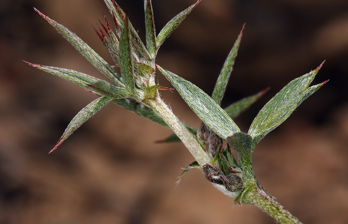 Astragalus kentrophyta var. elatus