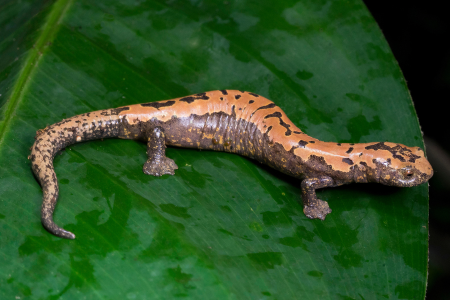 Bolitoglossa alberchi Bolitoglossa alberchi