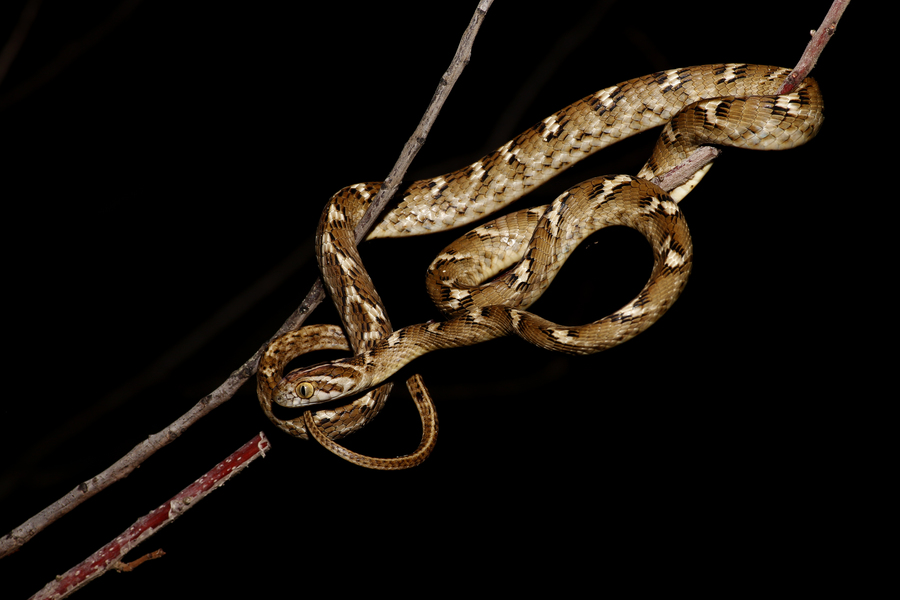 Boiga trigonata