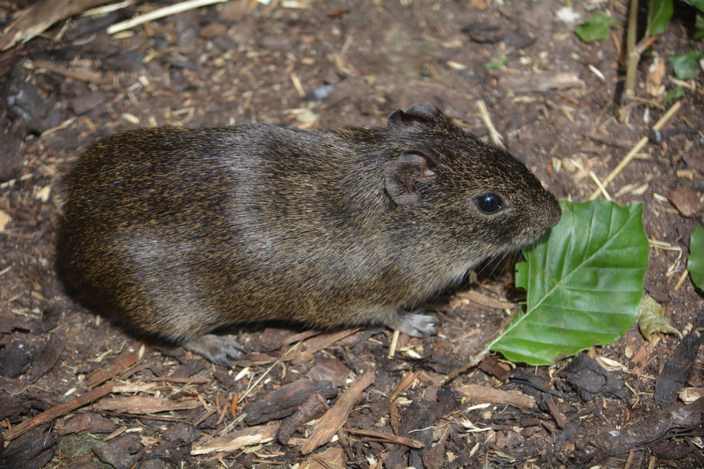 Cavia aperea