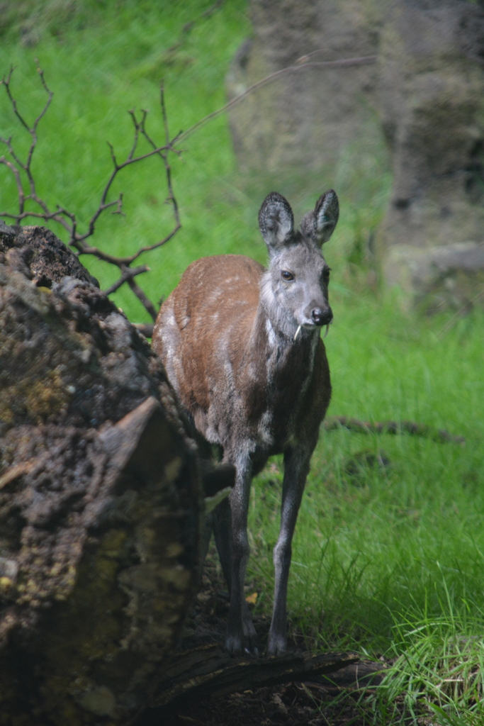 CalPhotos: Moschus moschiferus; Siberian Musk Deer