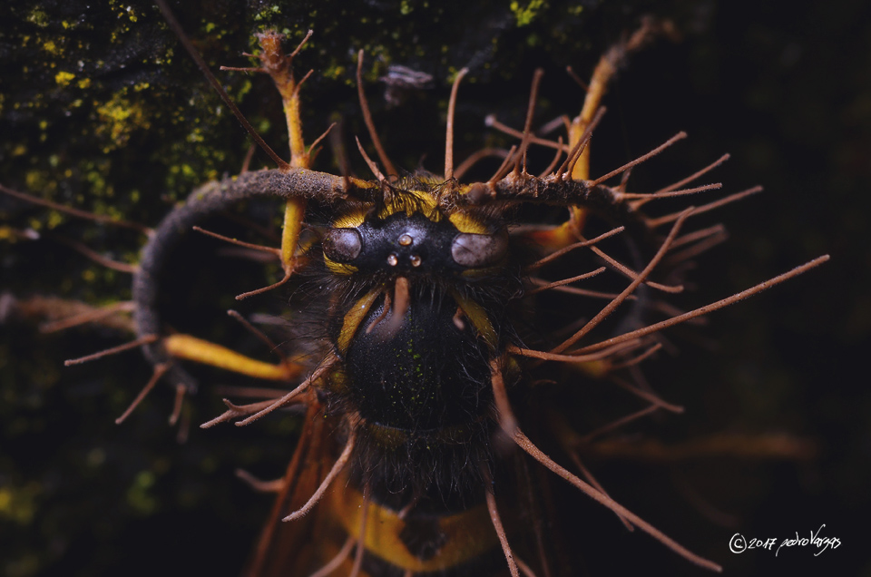 Ophiocordyceps humbertii Ophiocordyceps humbertii