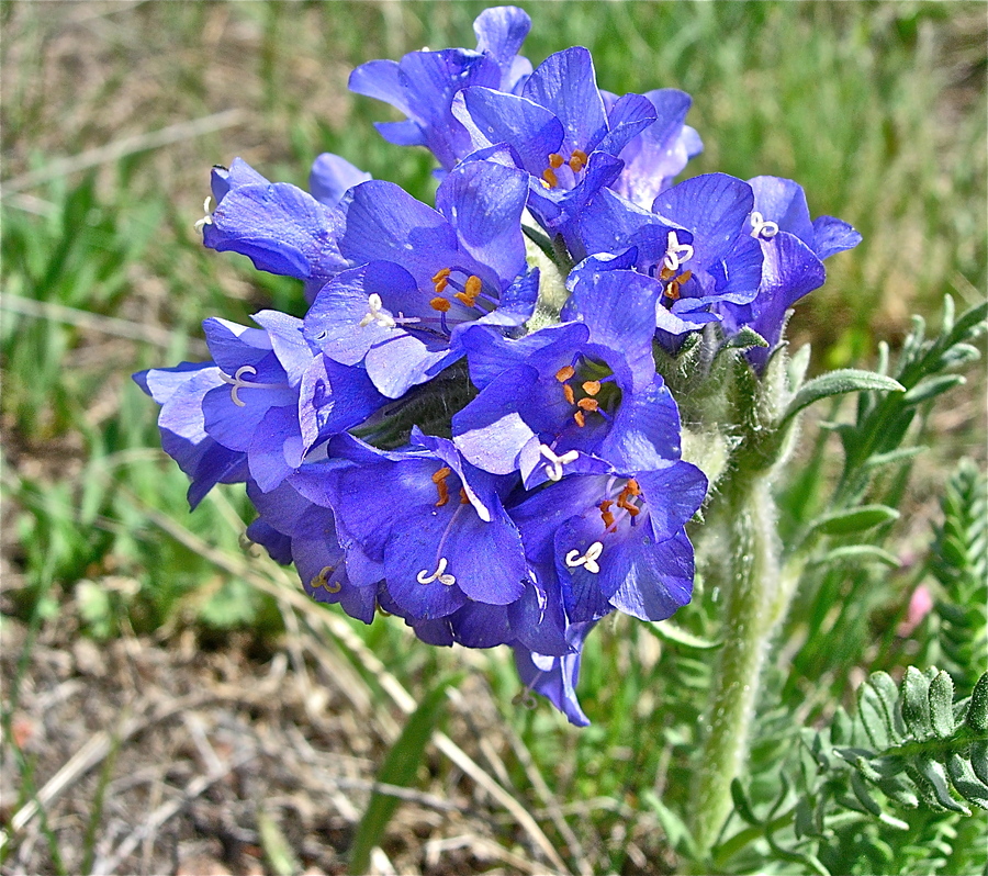 Polemonium viscosum