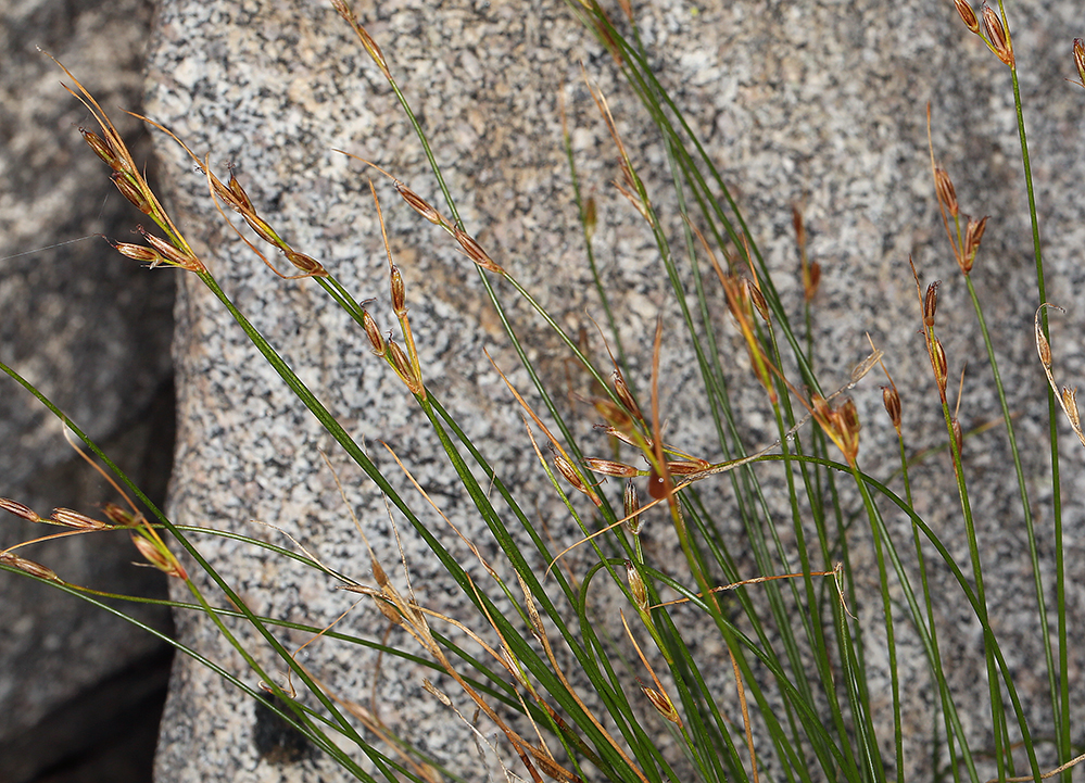 Juncus parryi