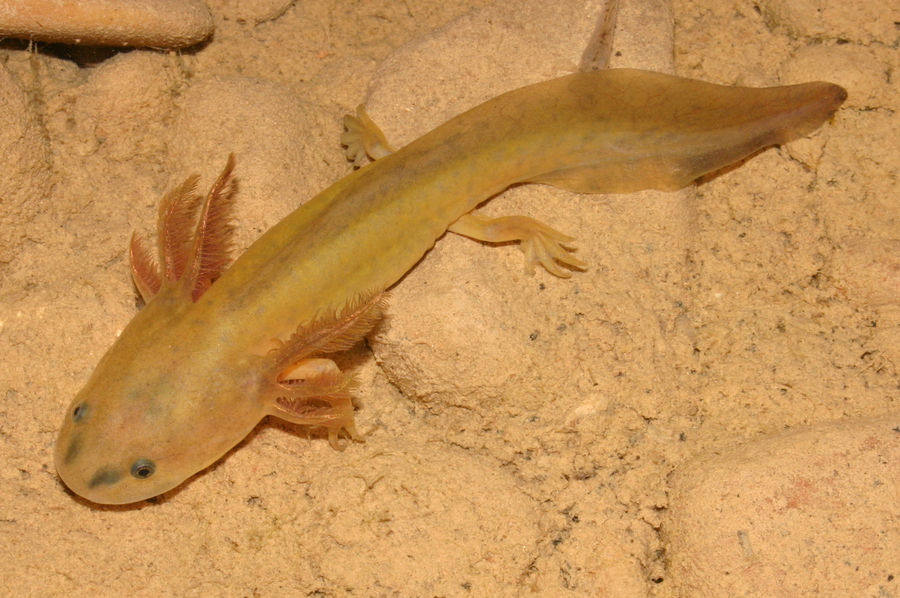 Ambystoma mavortium