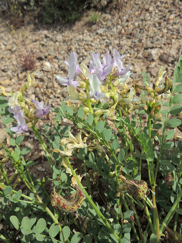 Astragalus beckwithii