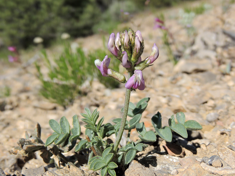 Astragalus minthorniae var. minthorniae