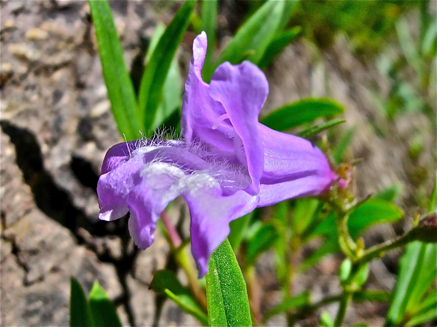 Penstemon fruticosus