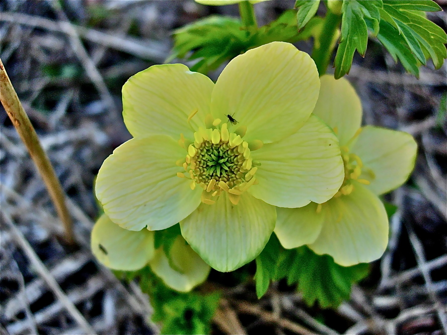 Trollius albiflorus