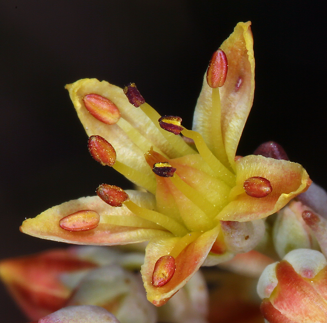 Sedum kiersteadiae Sedum kiersteadiae