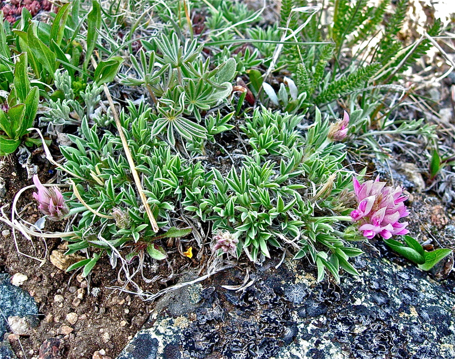 Trifolium dasyphyllum