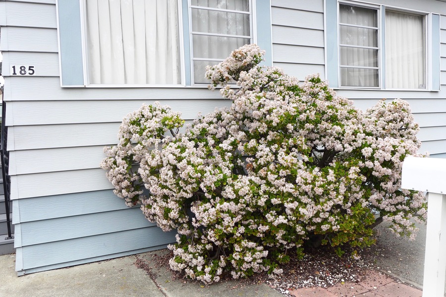 Crassula argentea