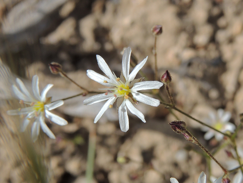 Stellaria longipes