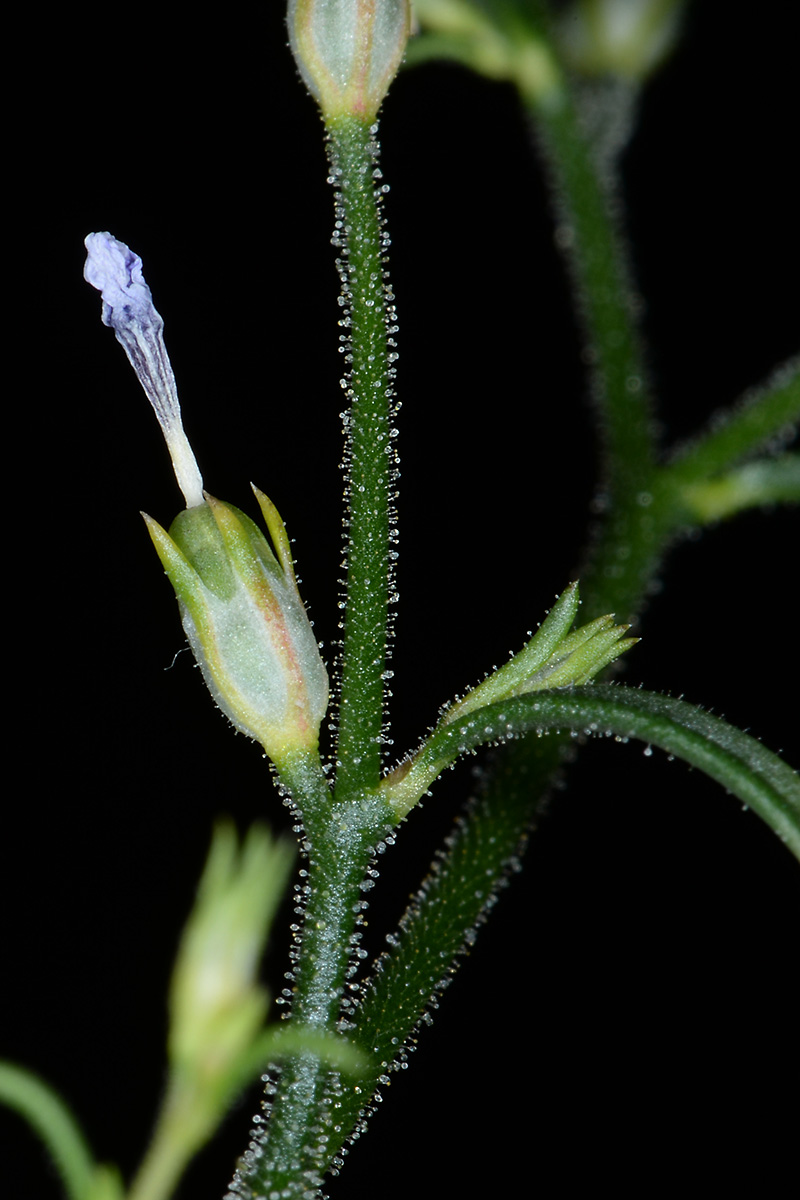 Navarretia sinistra