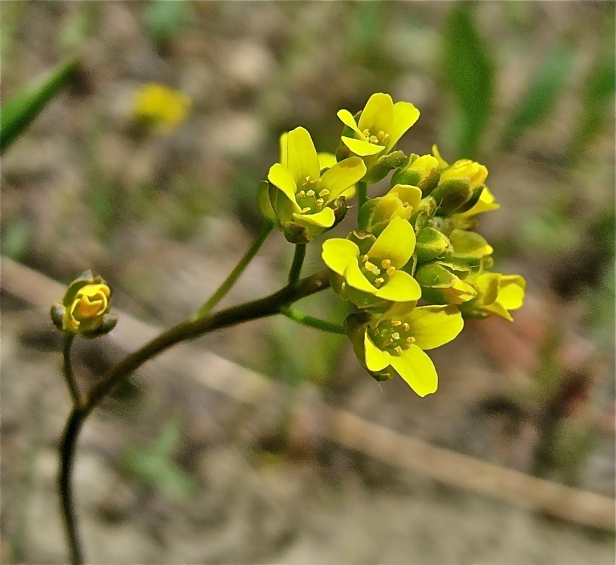 Draba incerta