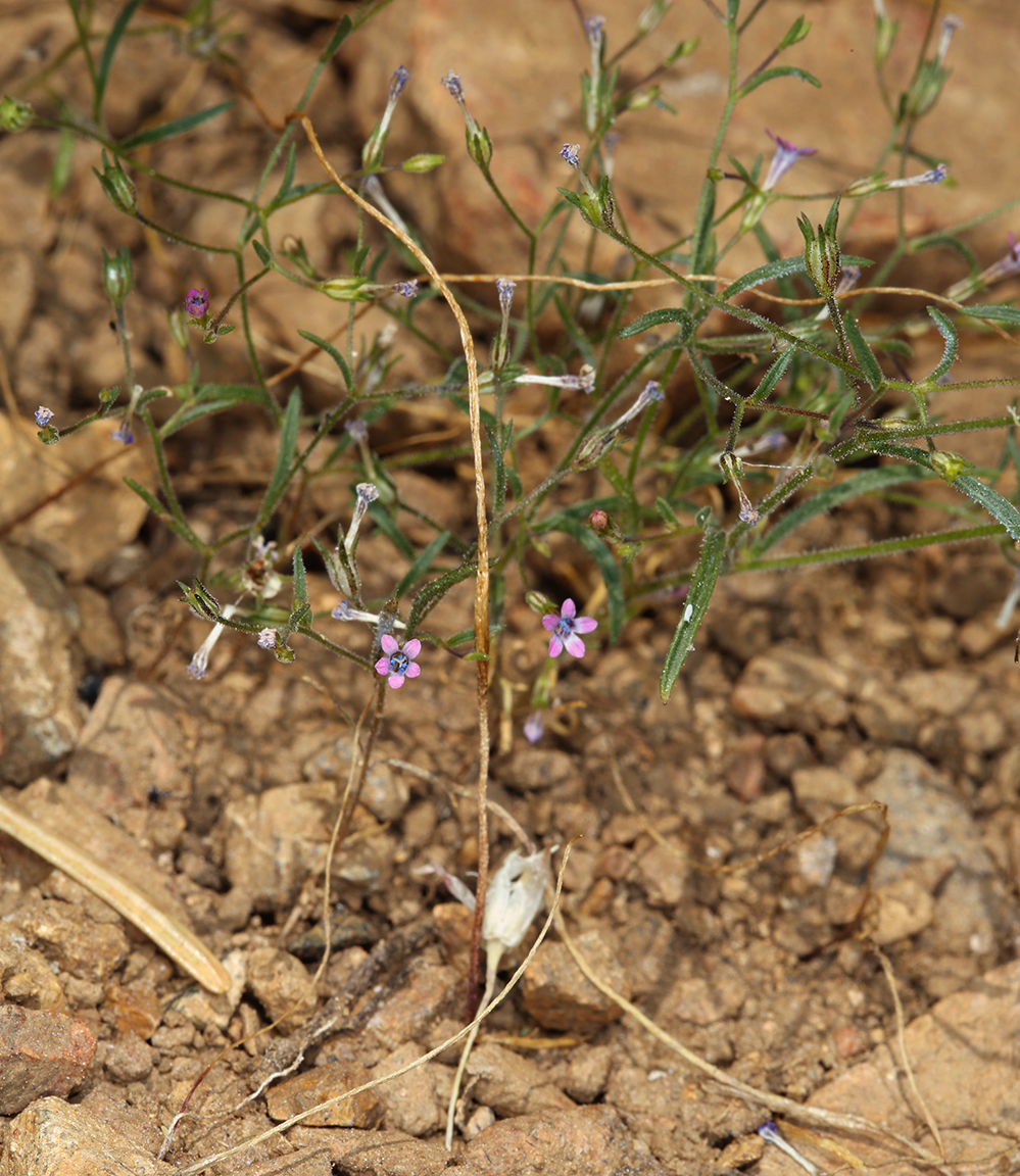 Navarretia linearifolia