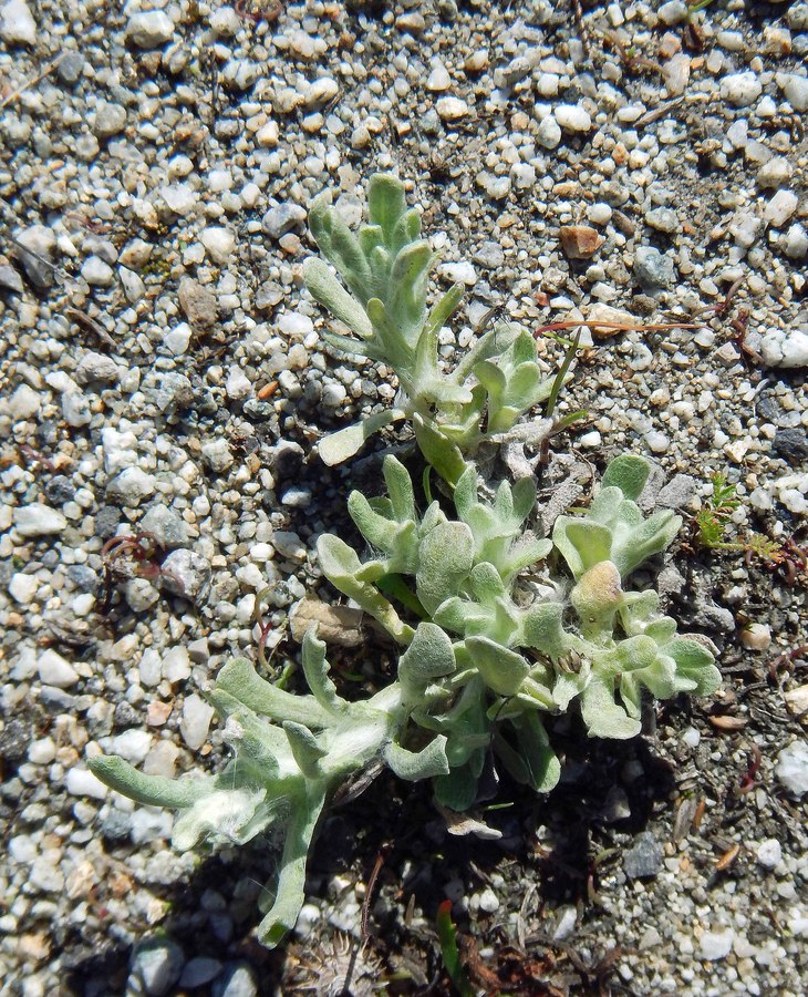 Pseudognaphalium luteoalbum