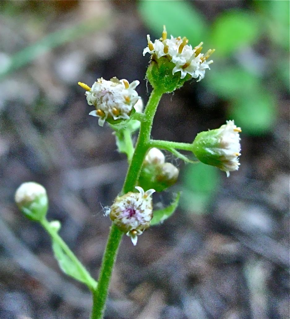 Antennaria racemosa