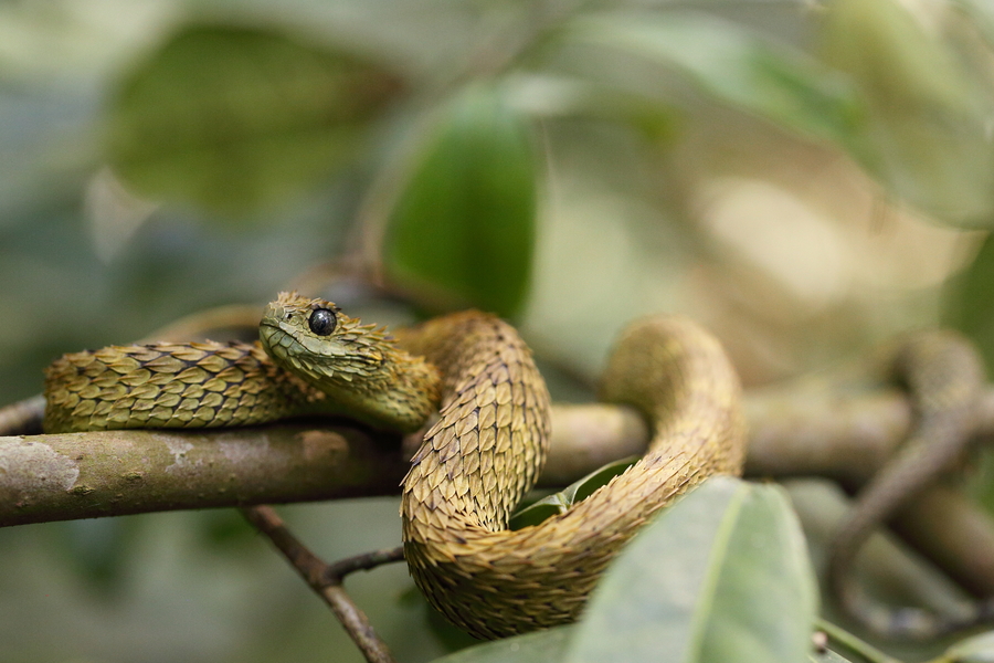 Rough-scaled Bush Viper, Atheris hispida www.matthieu-berro…