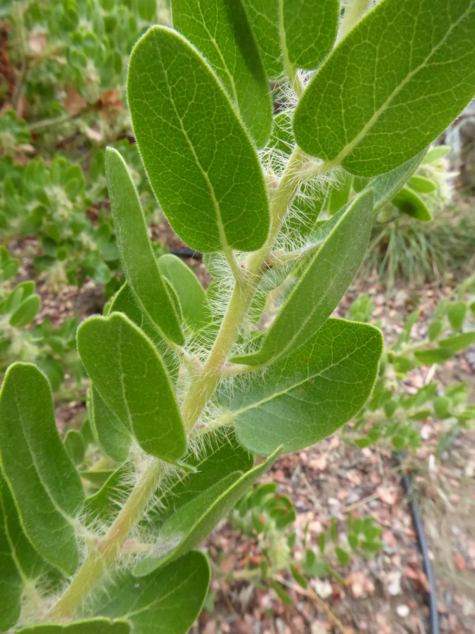 Arctostaphylos viridissima