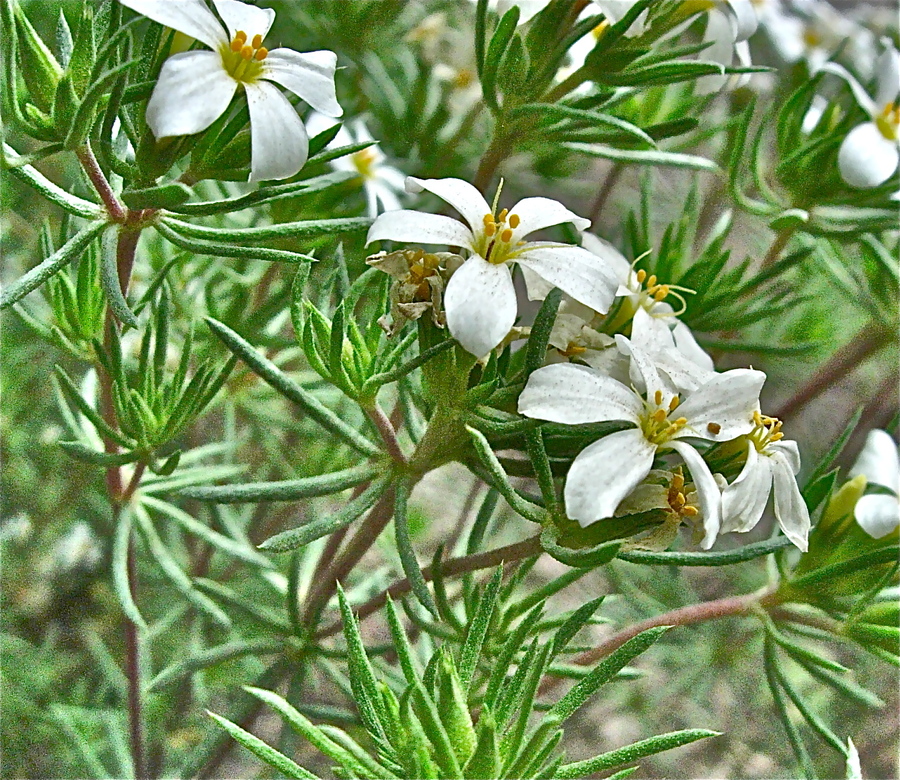 Leptosiphon nuttallii ssp. nuttallii
