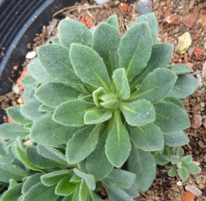 Boechera breweri