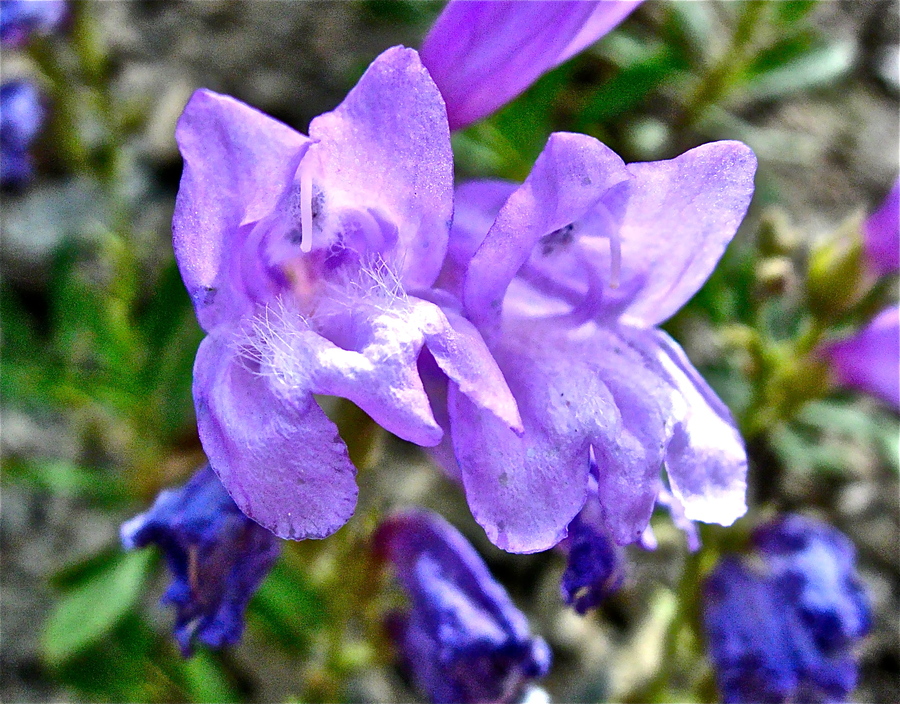 Penstemon fruticosus