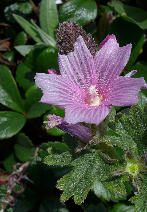 Sidalcea malviflora ssp. purpurea Sidalcea malviflora ssp. purpurea