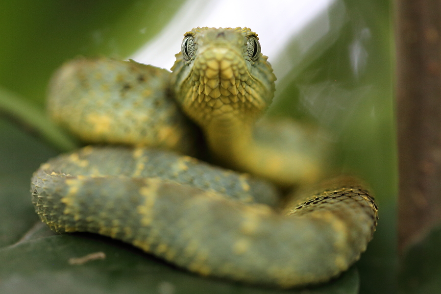 Atheris squamigera Atheris squamigera